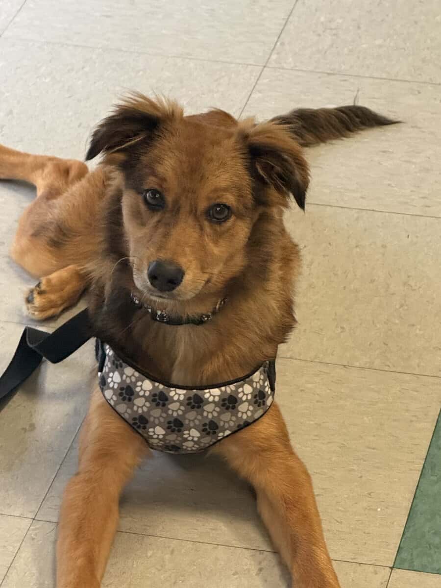Hope needs a FUREVER home!! image 2