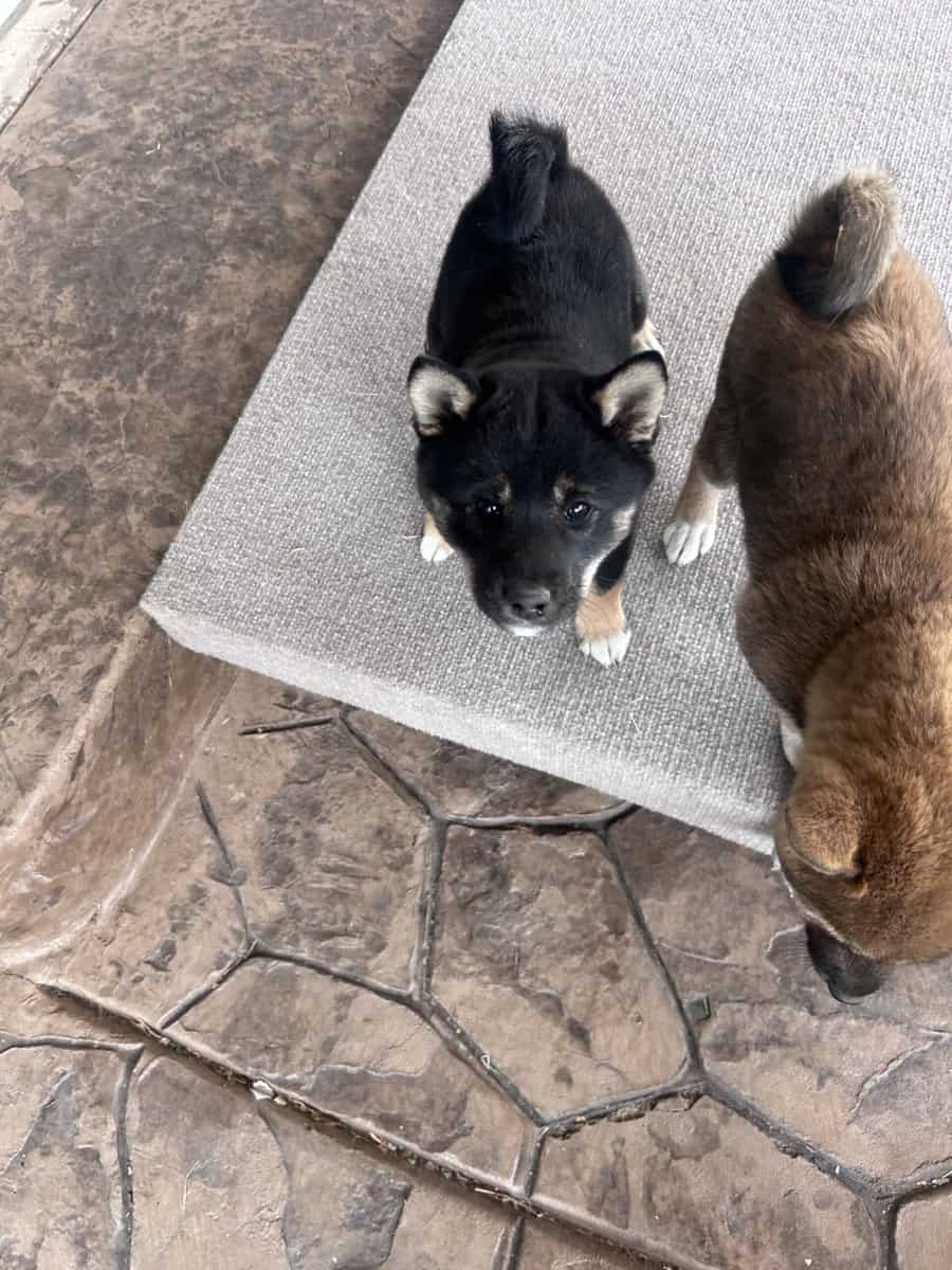 4 female pure bred Shiba Inu puppies - 9 weeks old image 1