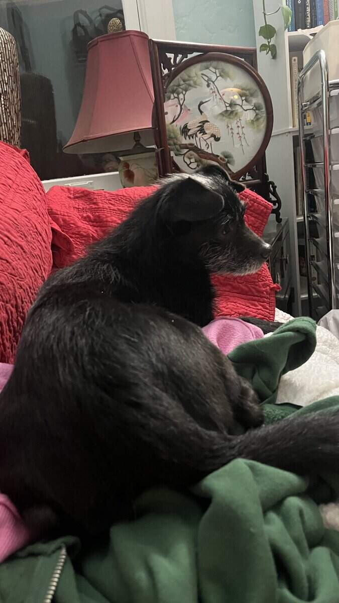 SWEET BOY NEEDS A FOREVER HOME - AVAILABLE NOW image 3