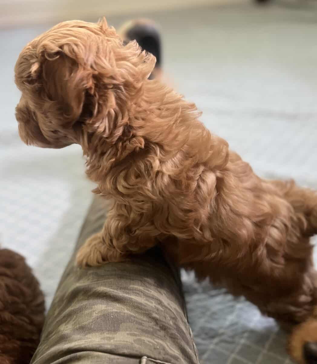 Red Maltipoo Puppies 8 wks image 8