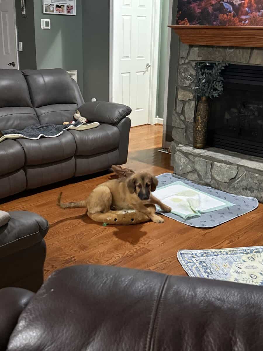 Great Pyrenees/golden retriever/ shepherd mix image 3
