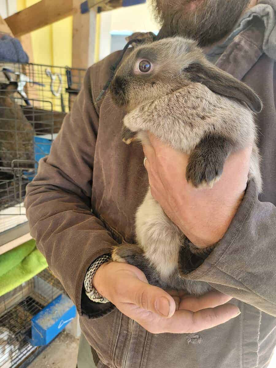 Bunnies image 7