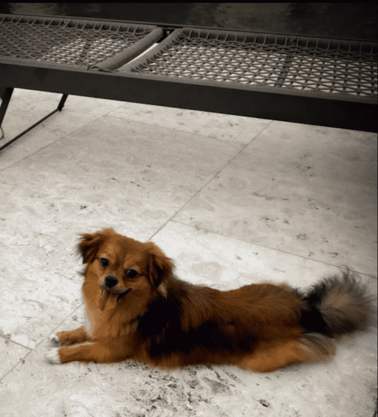 Purebred Mi-Ki Male, Neutered image 3