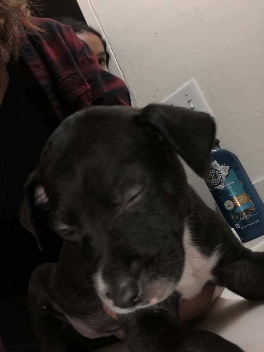 Puppies for sale image 2
