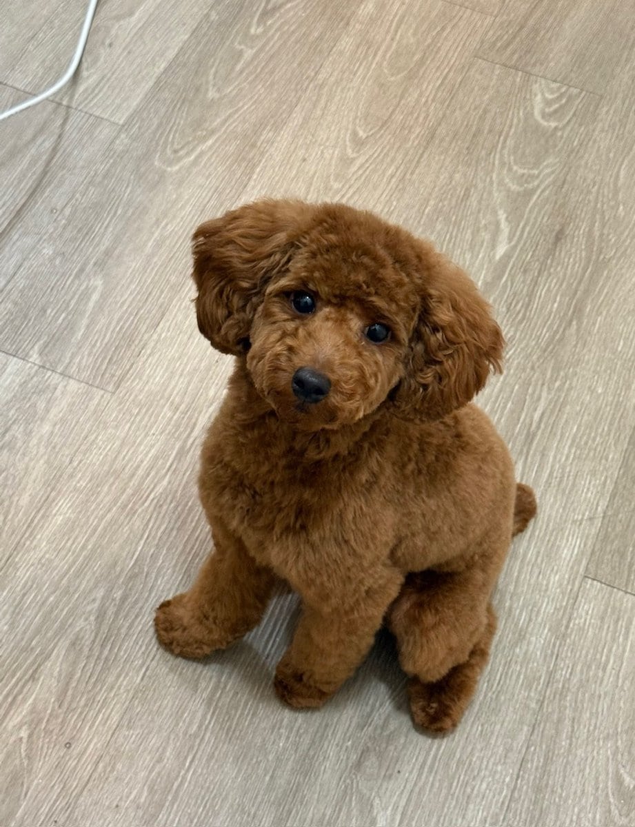 Toy Poodle - Rehome image 2