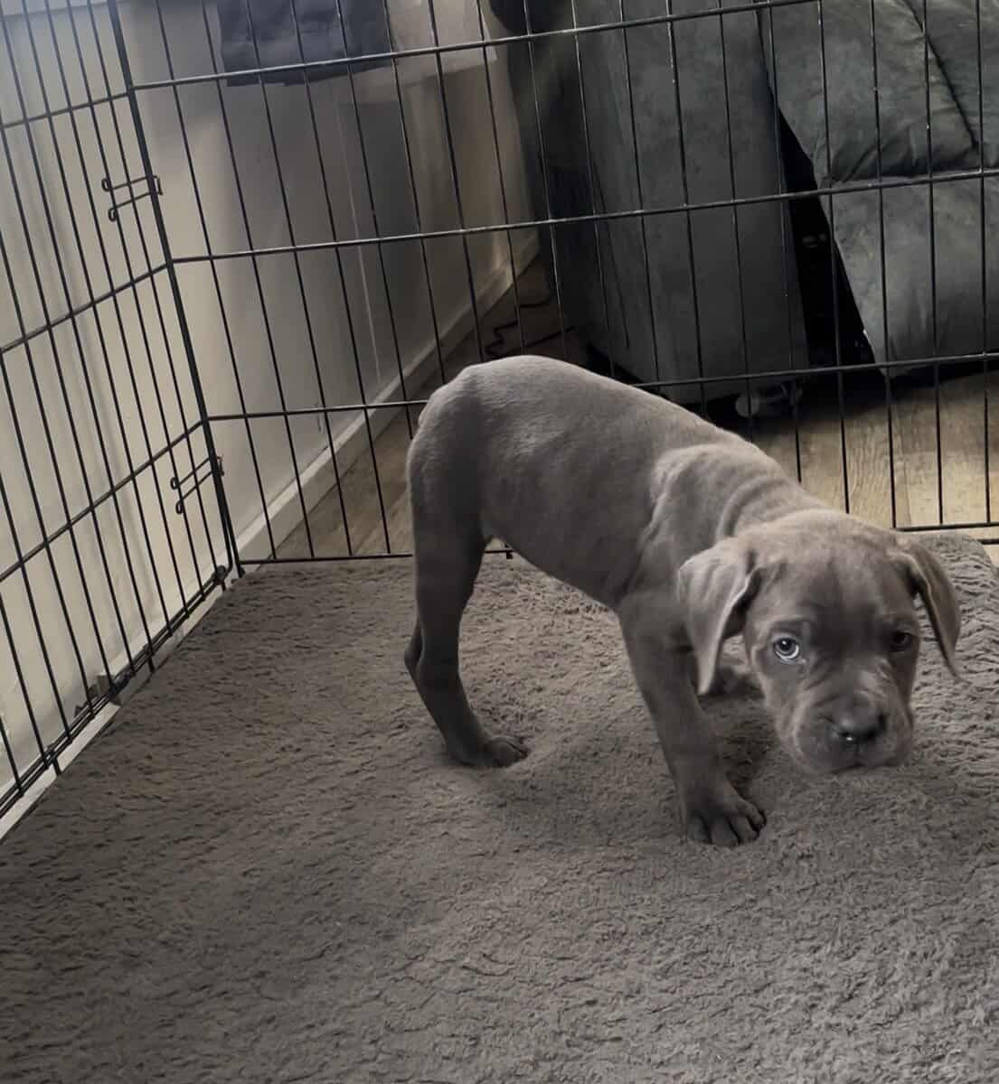 Cane corso image 3