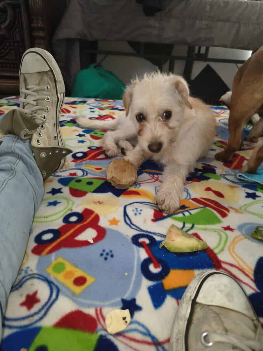 I have a nice girl puppie image 1