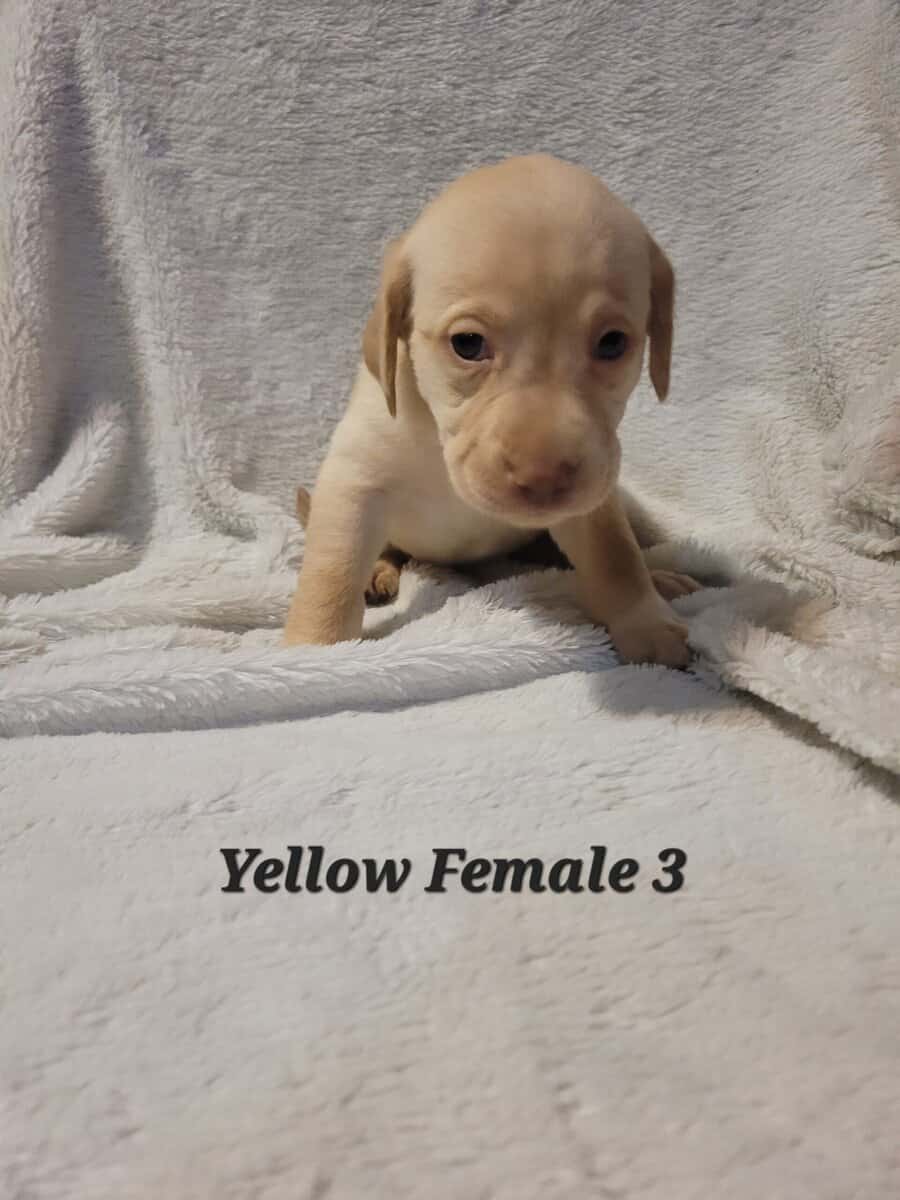 Lab Puppies image 5