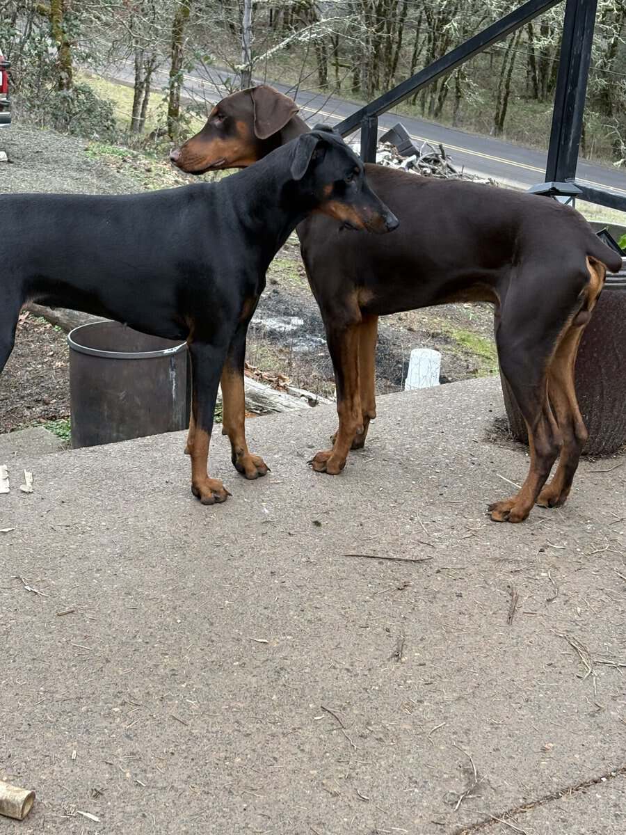 Doberman Puppies coming soon image 1
