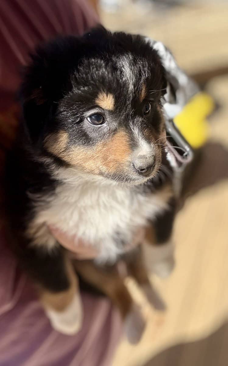 Purebred Australian Shepherd Puppy image 7