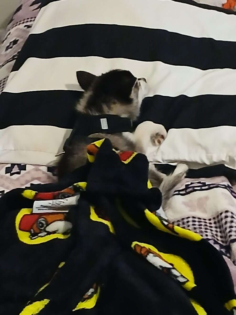 3 month old klee kai image 1