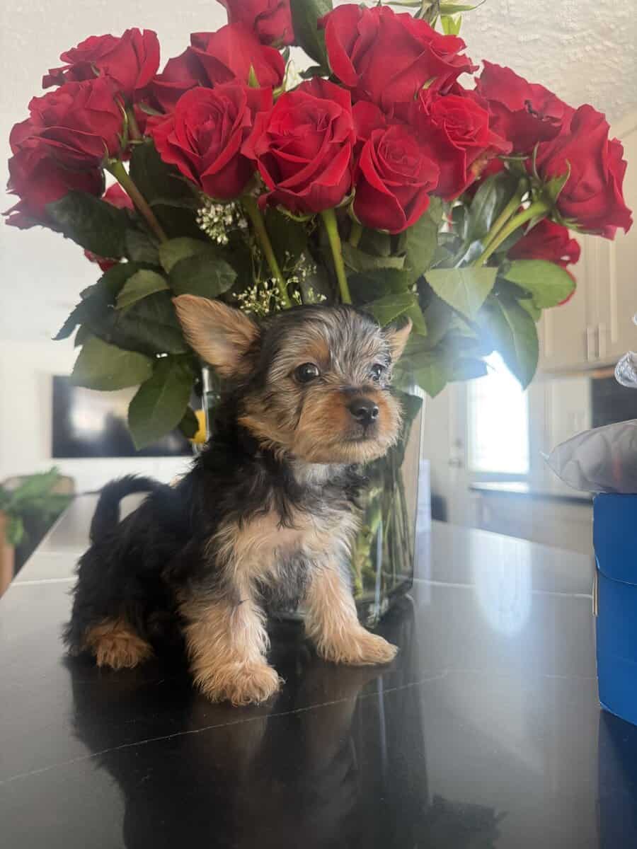 Silky Terrier Puppy! image 3