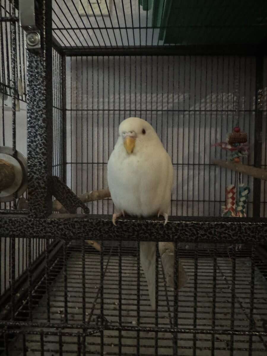 2 female Budgies. (With cage) image 1