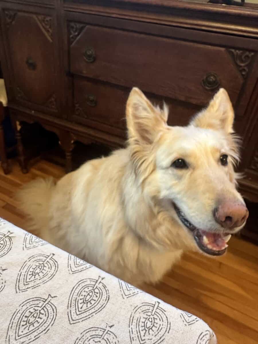 Rehoming Sasha the White German Shepherd image 2