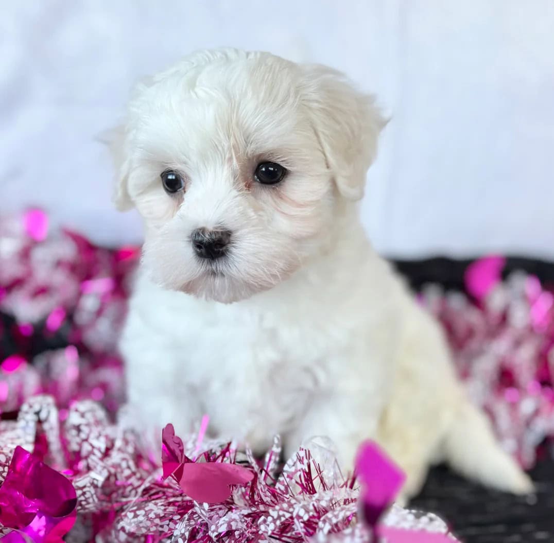 Female Maltese Puppy image 2
