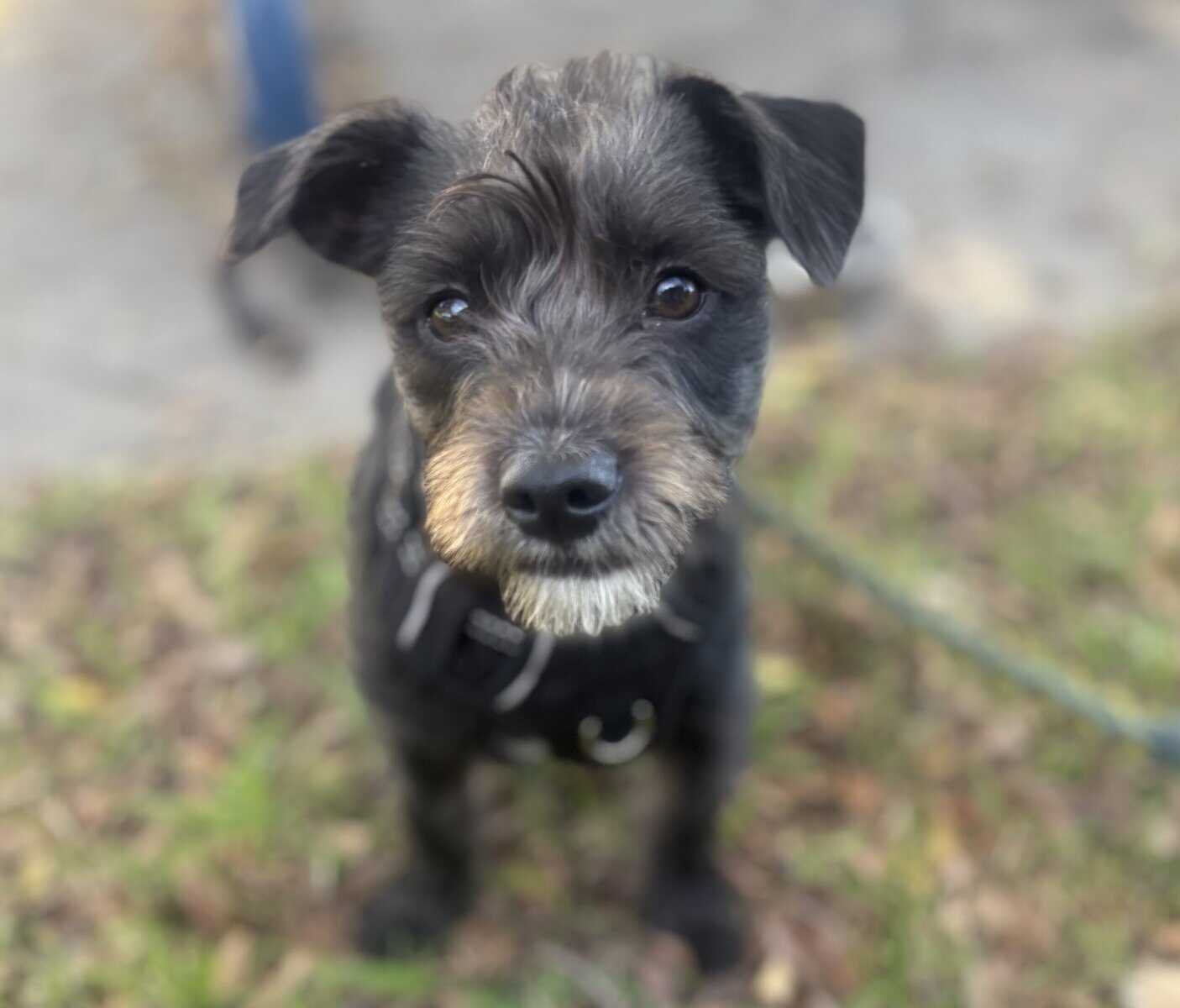 Minature Schnauzer/Terrier Mixed Puppies $400 image 10