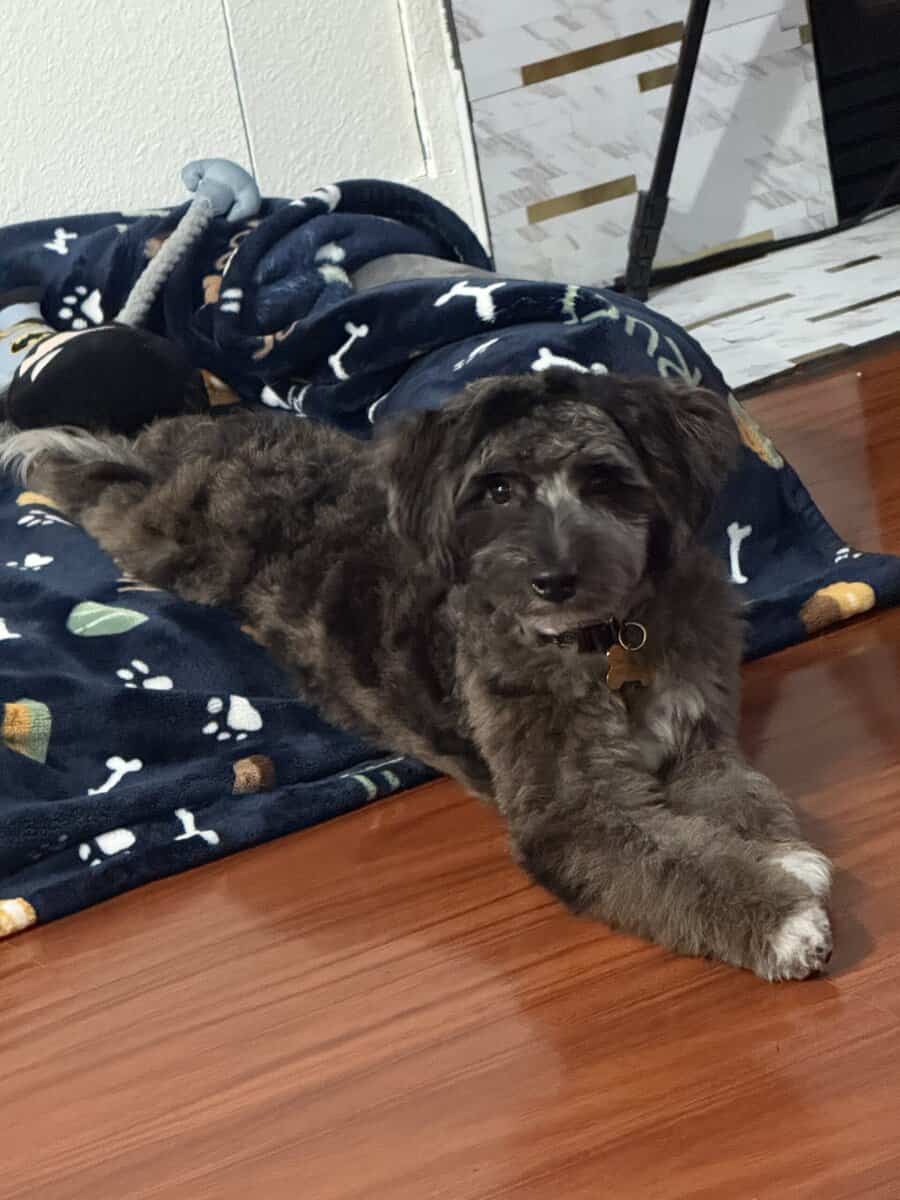 Adorable Aussiedoodle image 8