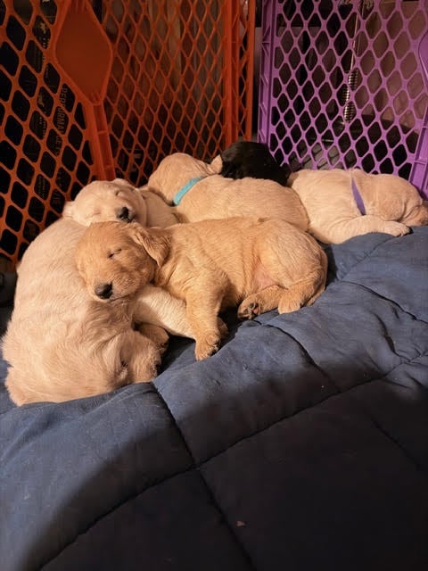 Labradoodle Puppies image 1