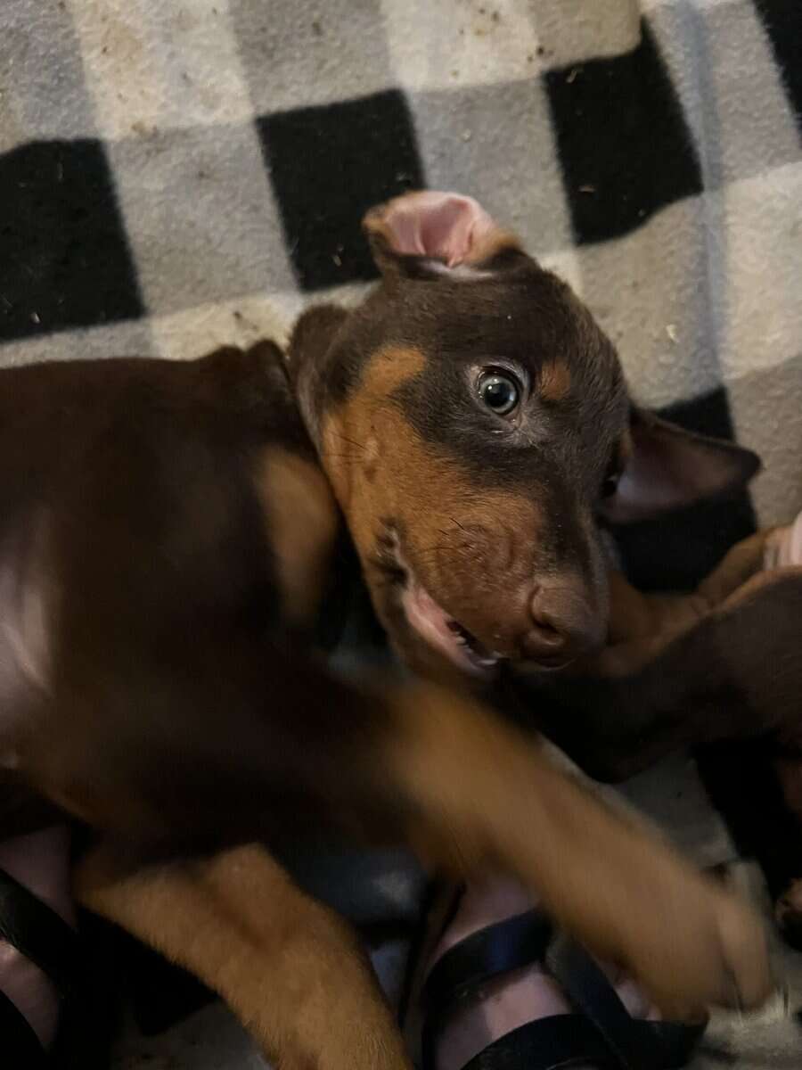 AKC European Doberman Pincher image 12