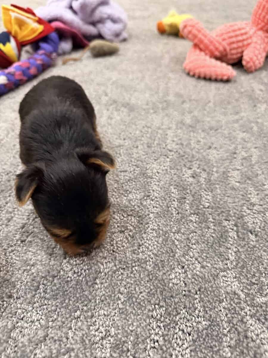 Beautiful AKC babys boys image 8