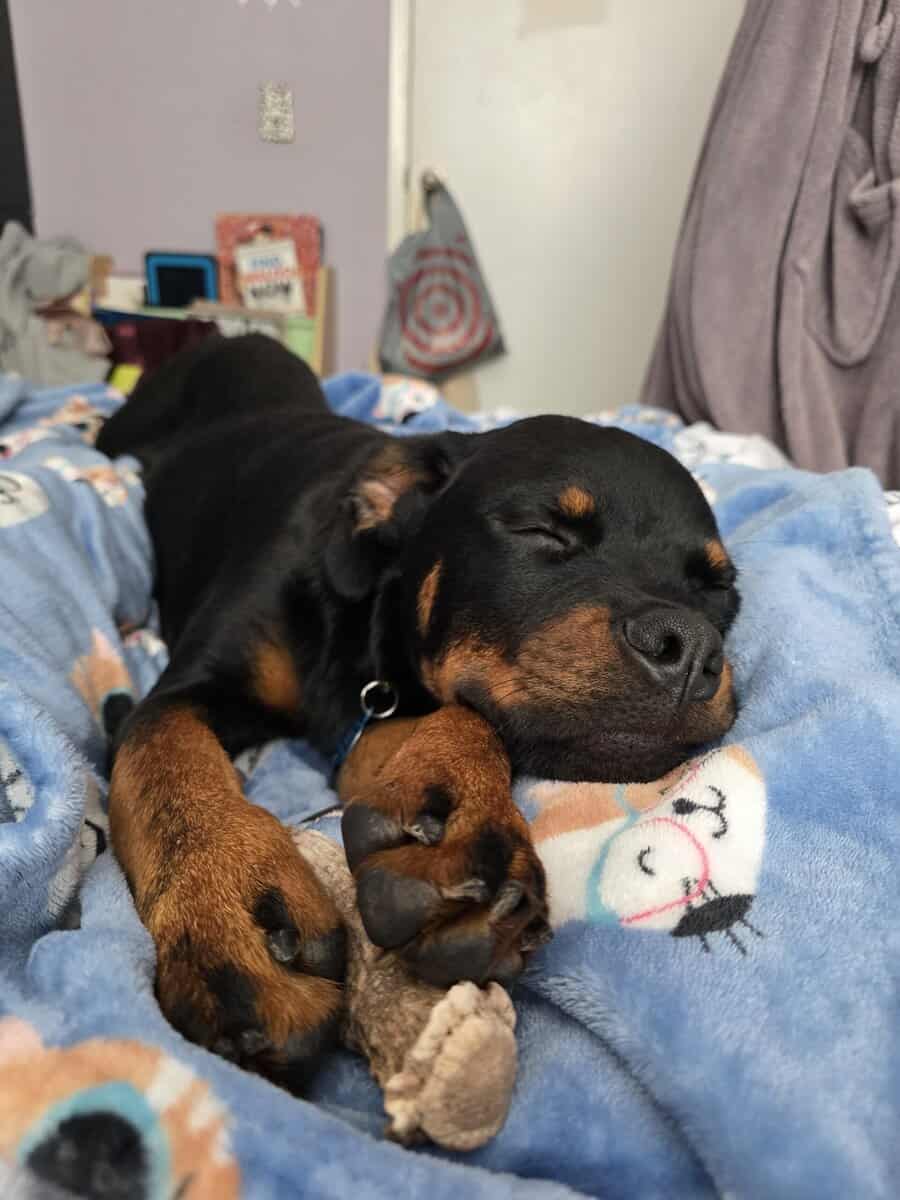 Winston (Winnie) image 2