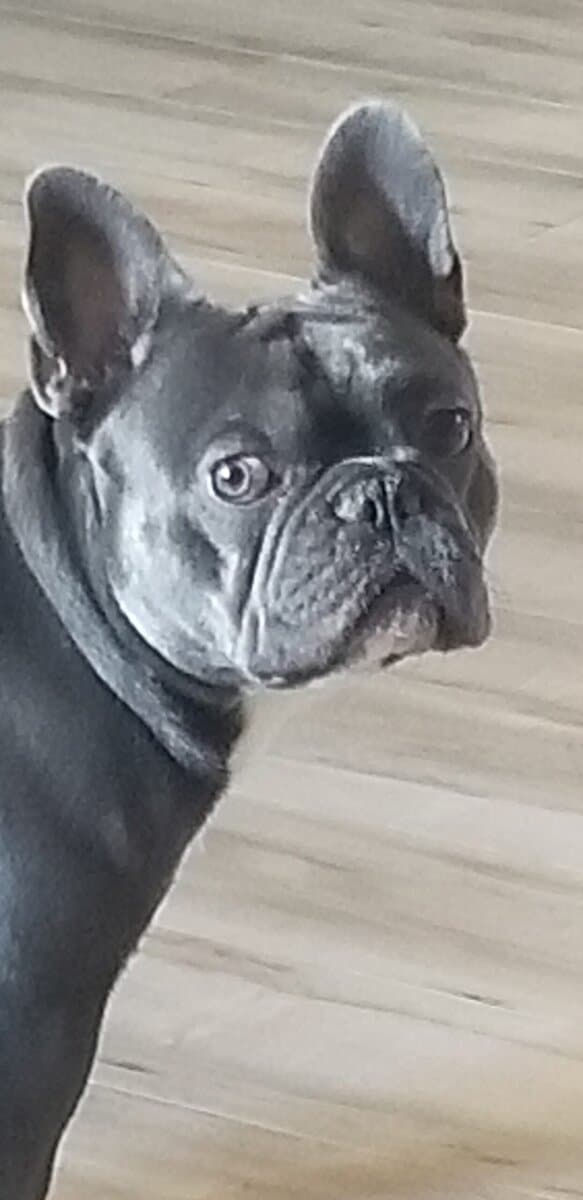 Rehoming French Bulldog 2yr male image 3