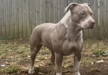 Xl bully 20mths old