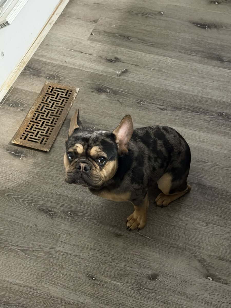 Frenchie merle image 2
