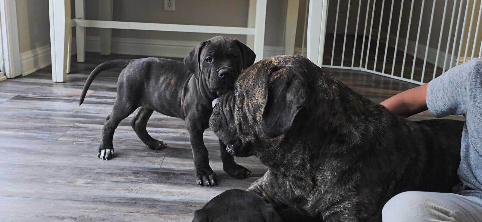 American Bandogg Pups image 6