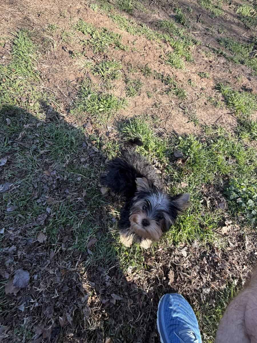 Yorkie puppy image 15