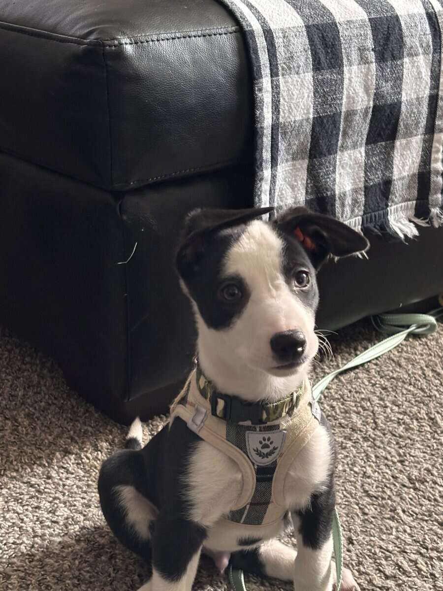 Loving Puppy image 2