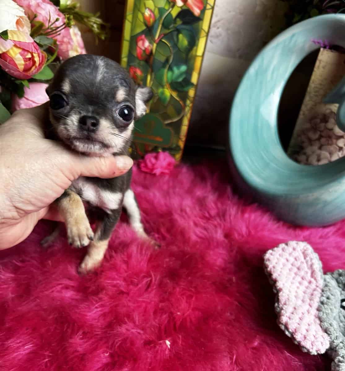 Tiny VIOLET SOLD image 1