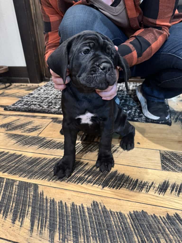 Cane Corso Puppies image 2