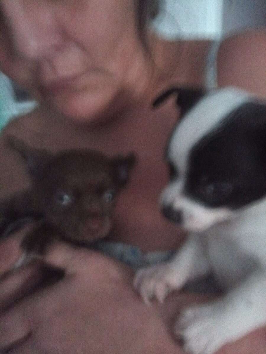 Beautiful Apple Head Chihuahua puppies two males 7 image 2