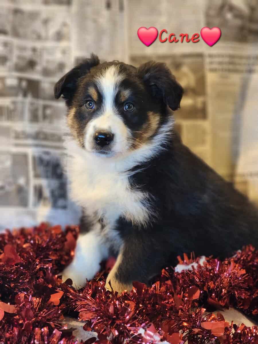 Australian Shepherds image 2