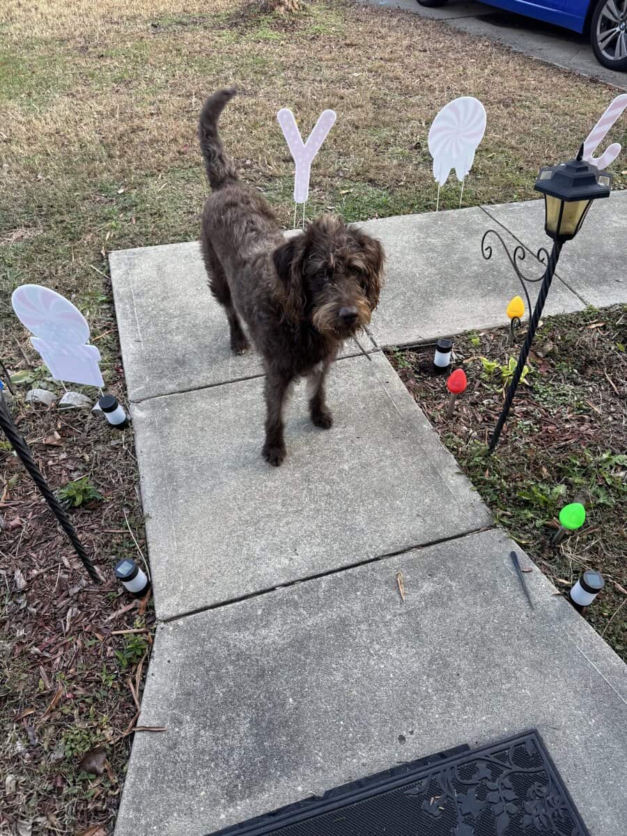 Coco, labradoodle, 2 years old image 8