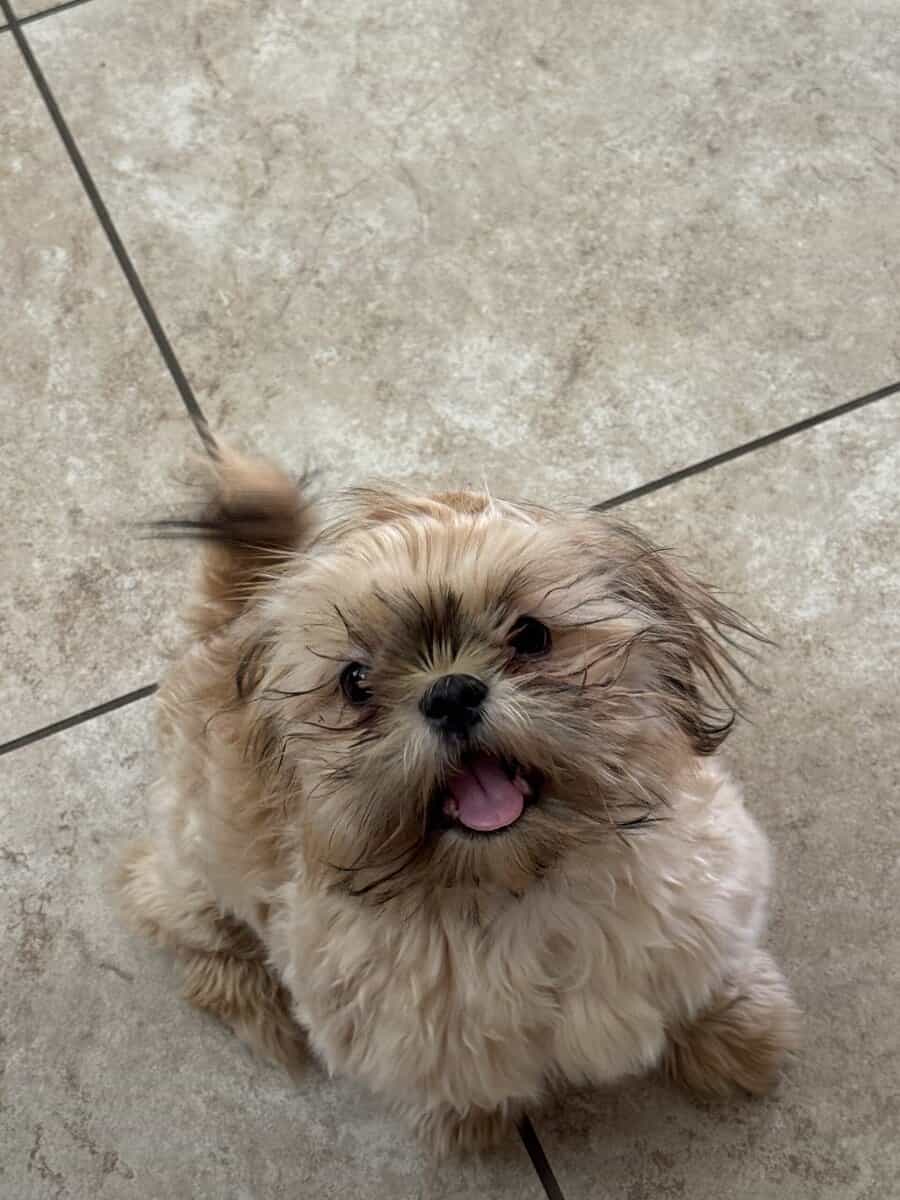 Shih Tzu puppies image 1
