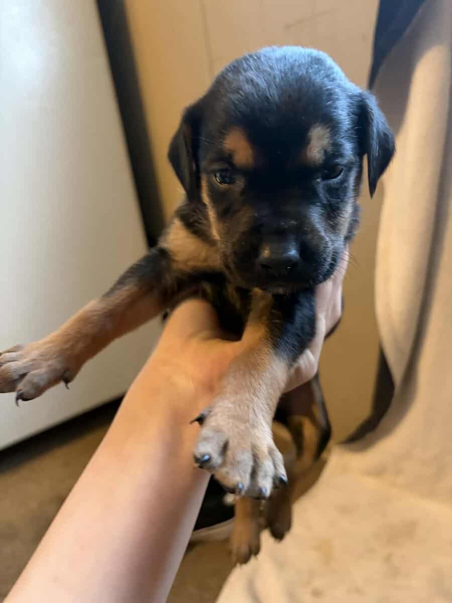 Black lab mix puppies image 7