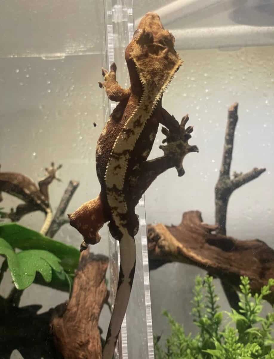 Red base male crested gecko image 3