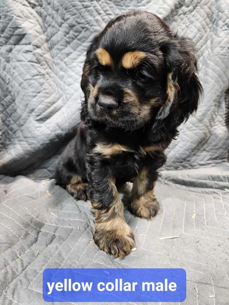 Cocker Spaniel Puppies image 4