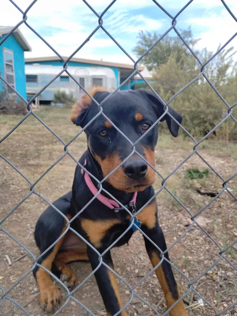 8 month old Female rottweiler spayed image 1