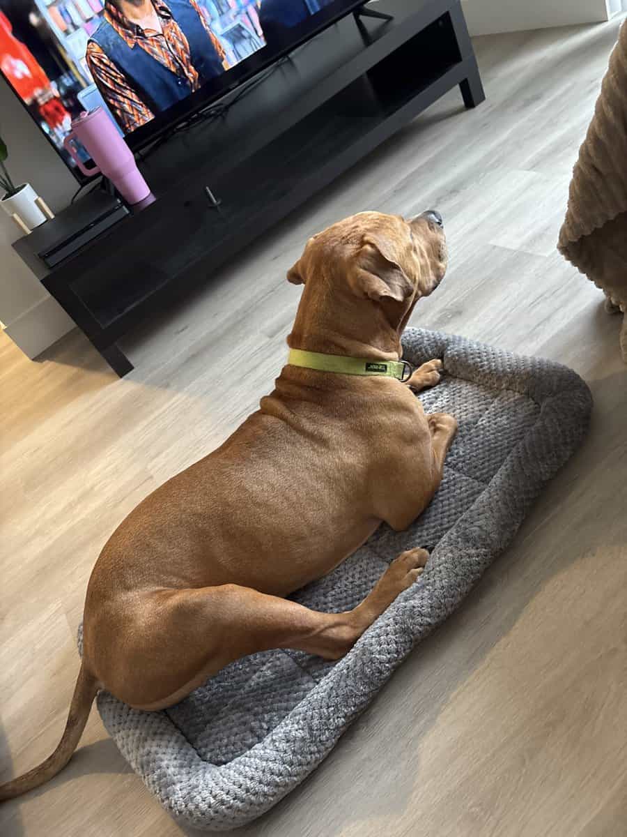 Rehome Dog image 5