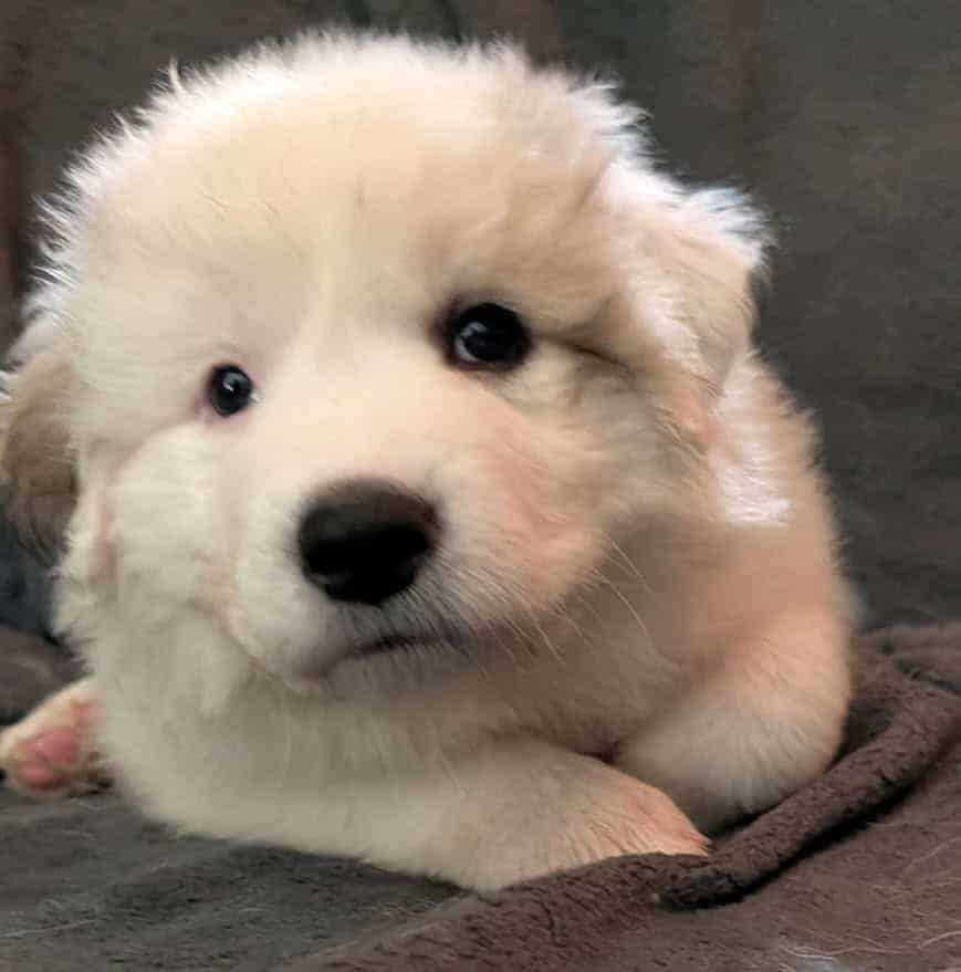 Great Pyrenees Puppies For Sale image 7