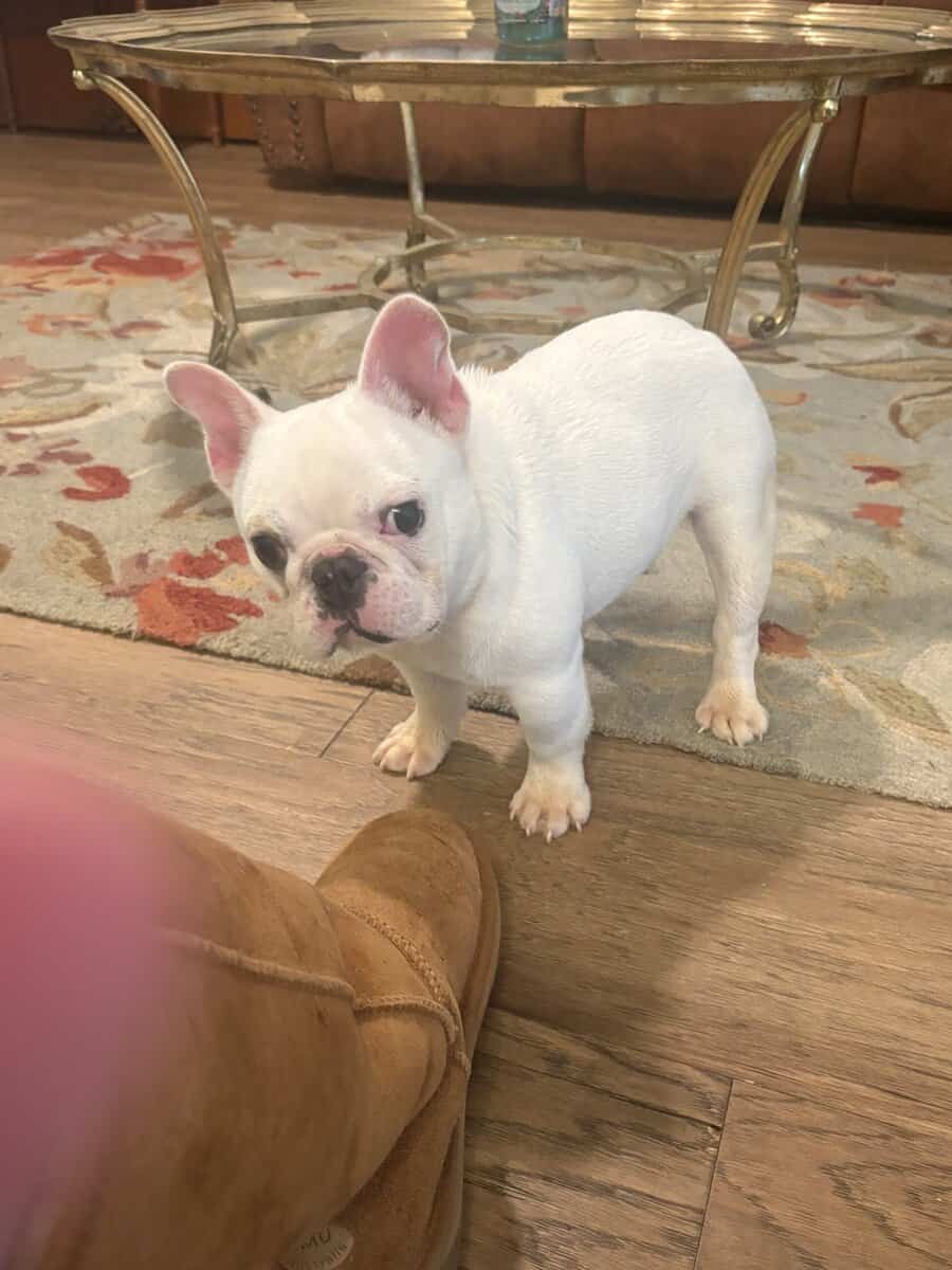 Richardson needs a forever home image 2