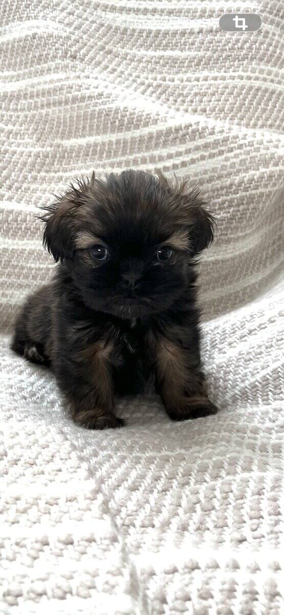 AKC Shih Tzu puppies image 1