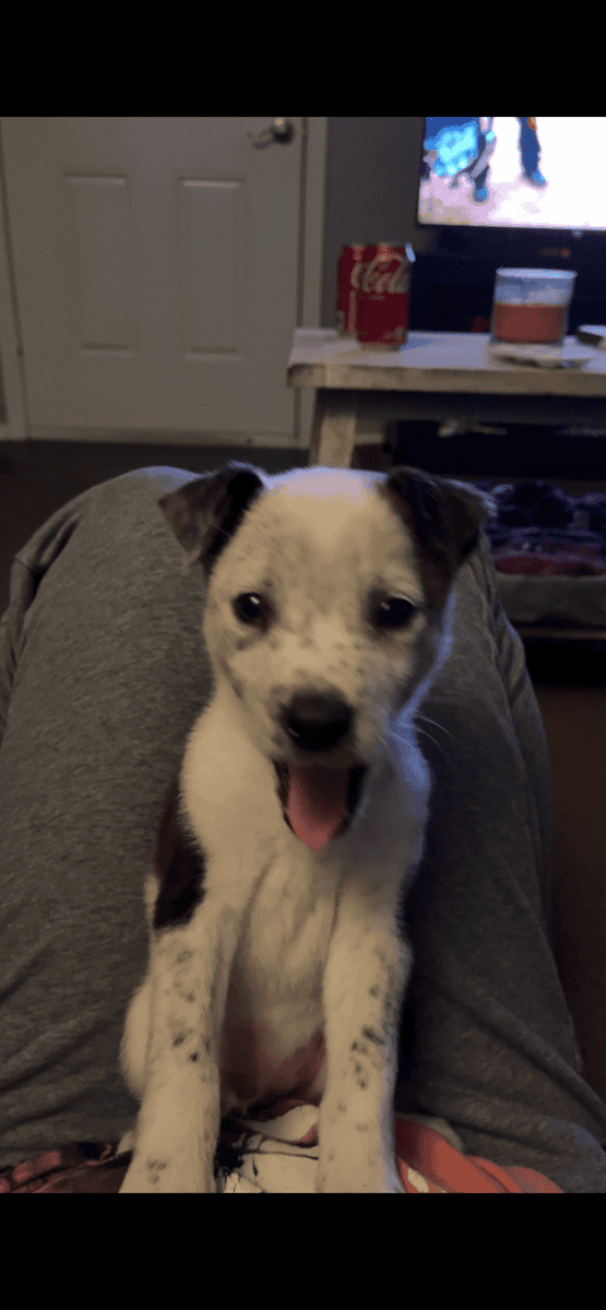 Australian Shepherd/ Cattle Dog Puppy image 5