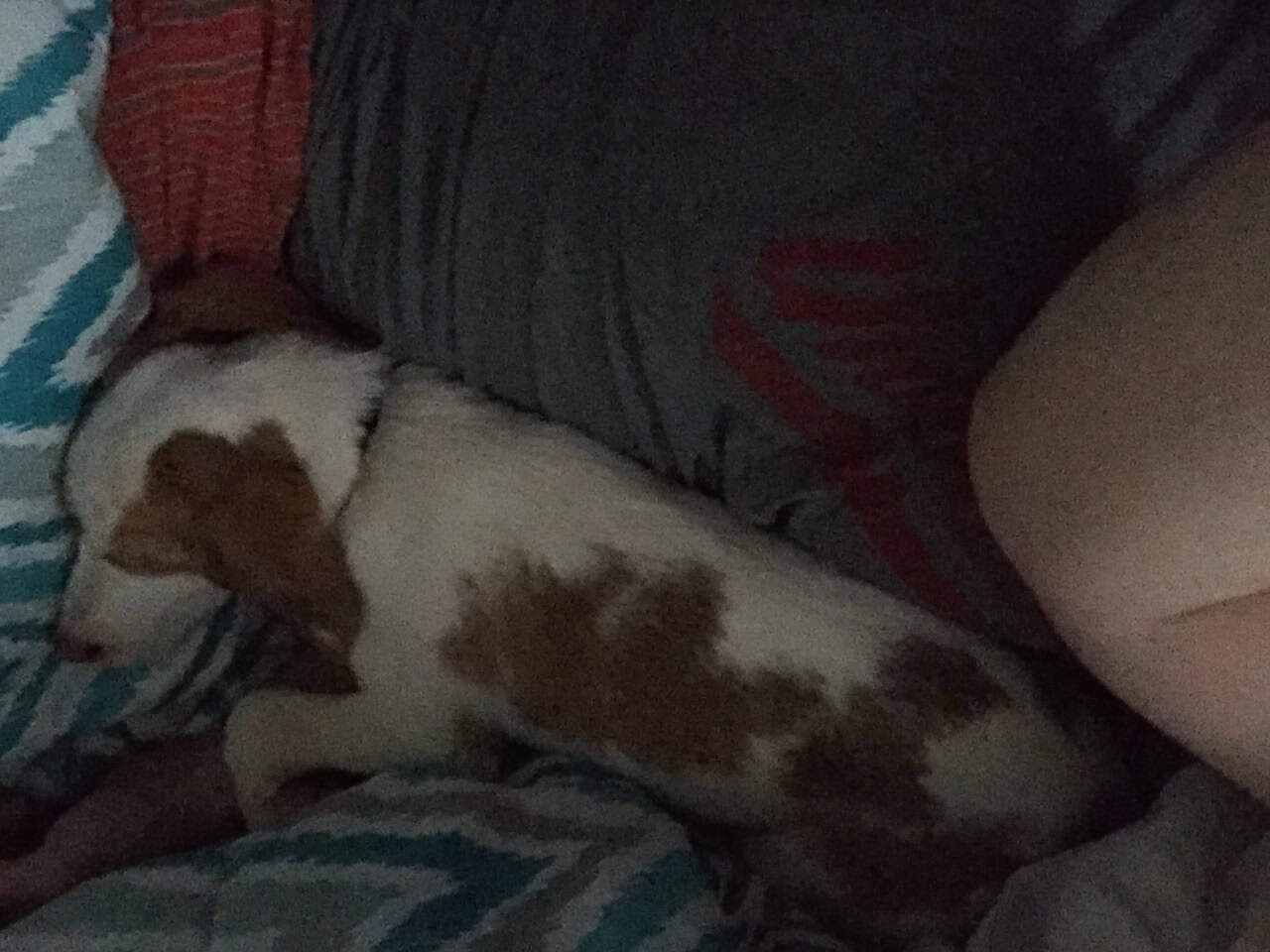 ISO Lemon Beagle image 1