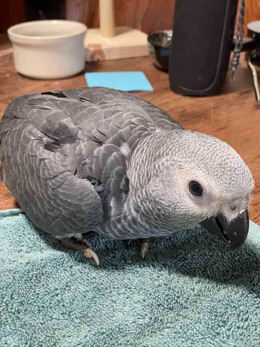 Beautiful & Healthy 3 year old African Grey image 1