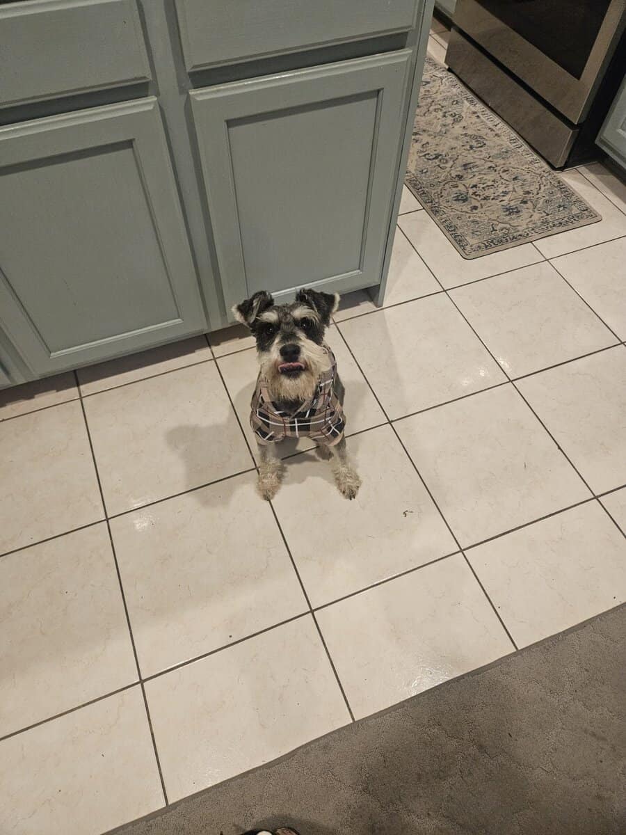 Mini schnauzer image 1