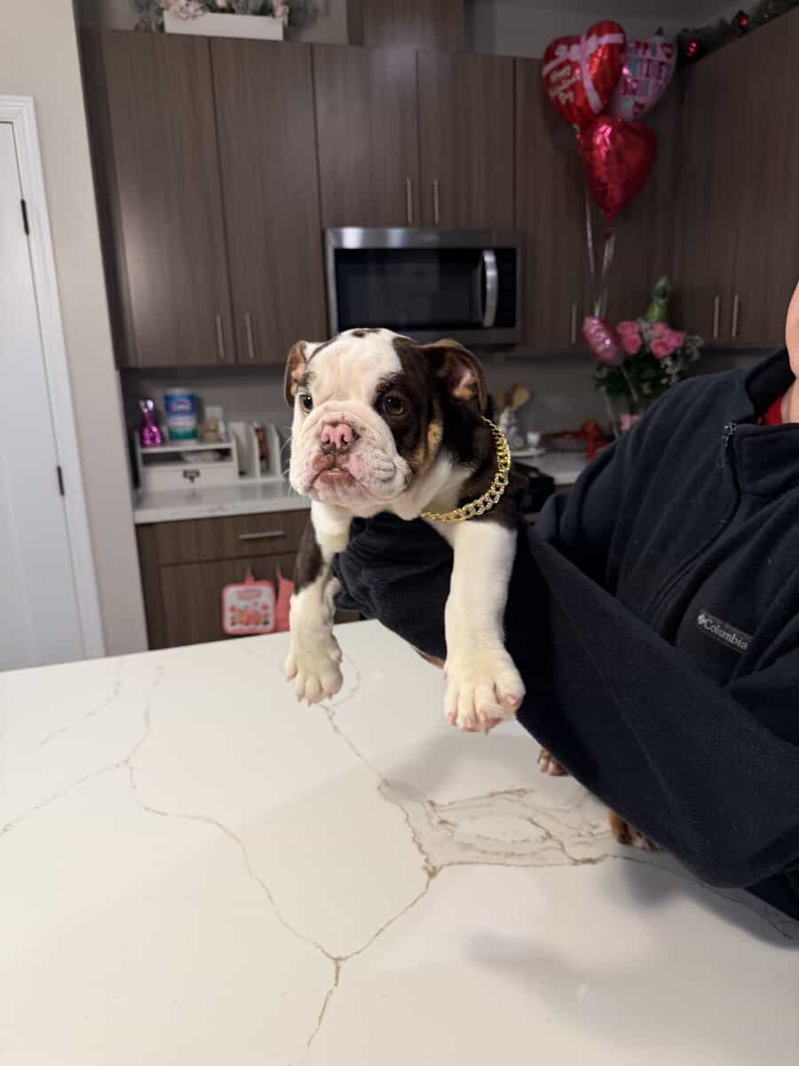 English bulldog image 3